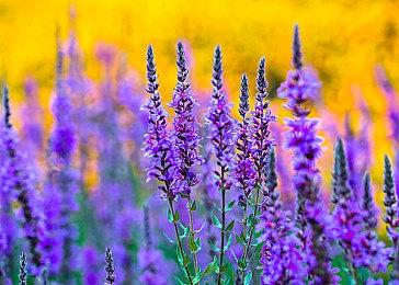 《暴走枪姬》为5月4日的推出摩拳擦掌